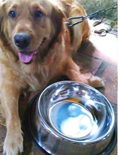 PET SHOW Köpekler Kediler Gıda Su Kaymaz Yemekleri Paslanmaz çelik Kaseler Kauçuk Taban ile Altı Boyutları L Paketi 1