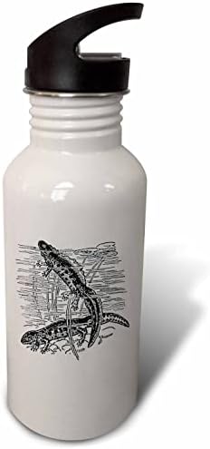 3dRose Newts-Siyah Beyaz Vintage İllüstrasyon-Semender. - Su Şişeleri (wb-364638-2)