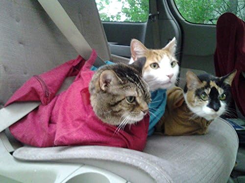 Çantadaki kedi Evcil Hayvan Taşıyıcı Gömlekleri Kabul Edilmemesi Gerekenler Büyük ve X-Large için 4 Emici Yapışkan Tek Kullanımlık