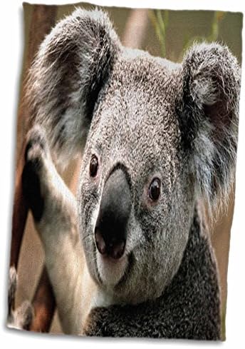 3dRose Florene Hayvanlar - Koala Ayısı Yakın Çekim - Havlular (twl-49324-1)