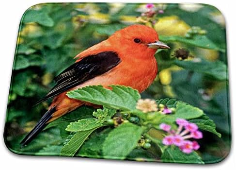 3dRose Teksas, Güney Padre Adası. Kızıl Tanager Kuşu -... - Banyo Banyo Halısı Paspasları (kilim-94386-1)